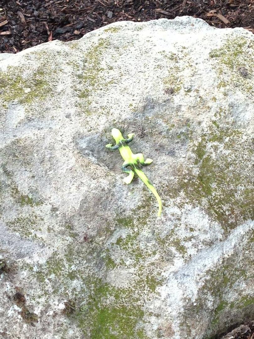 Strange creature in our garden.