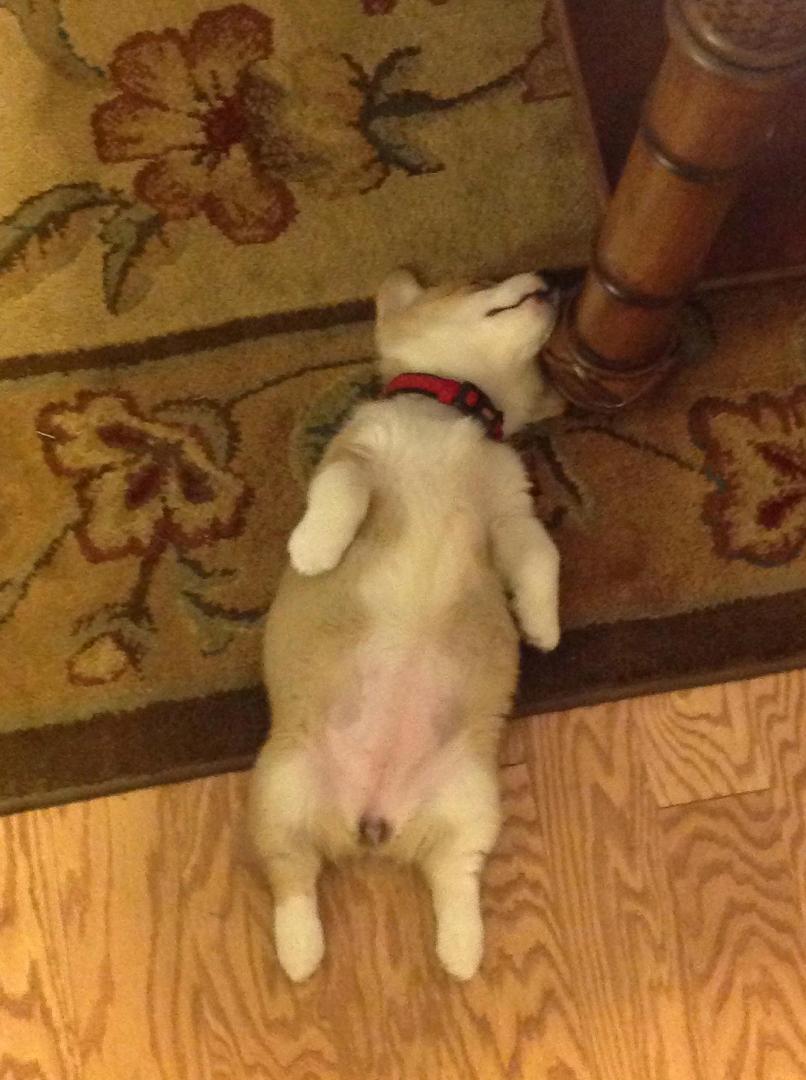 We are beginning to suspect our pet is a small human in a dog suit...