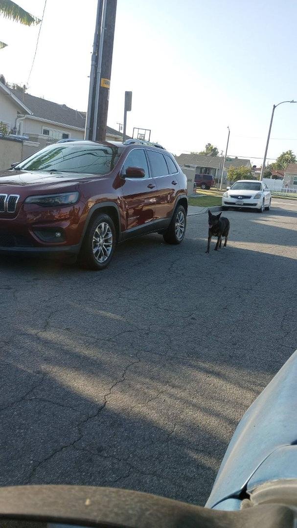 Poor babies a lady said it's been running since yesterday between 9:00 danbridge rosemead and Washington boulevard