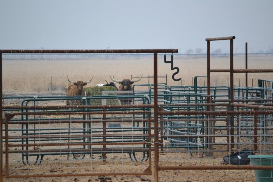 LONGHORNS ON HWY 2 NORTH OF ARTESIA, NM