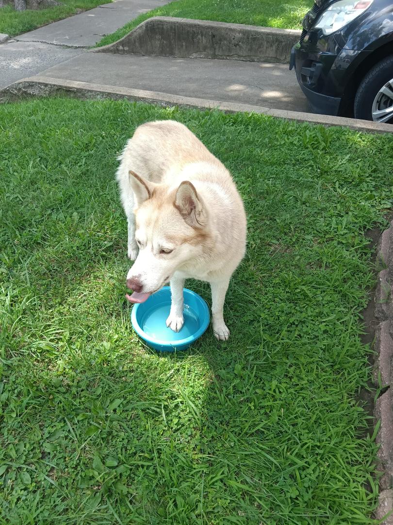 Lost dog