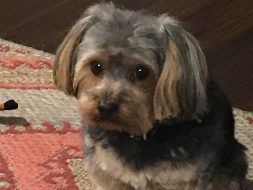 This is Theodore’s sleepy puppy look.