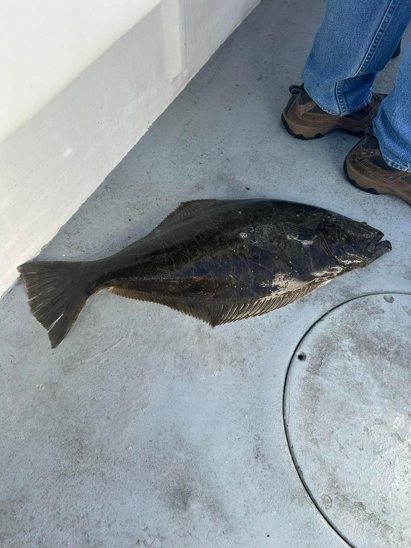 Deep sea Bay Area 8 pounds halibut. 3 more to go