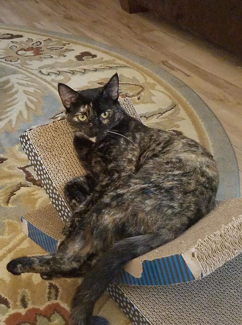 Lucy is getting so big she and Ethel are
about 10 months old now.
