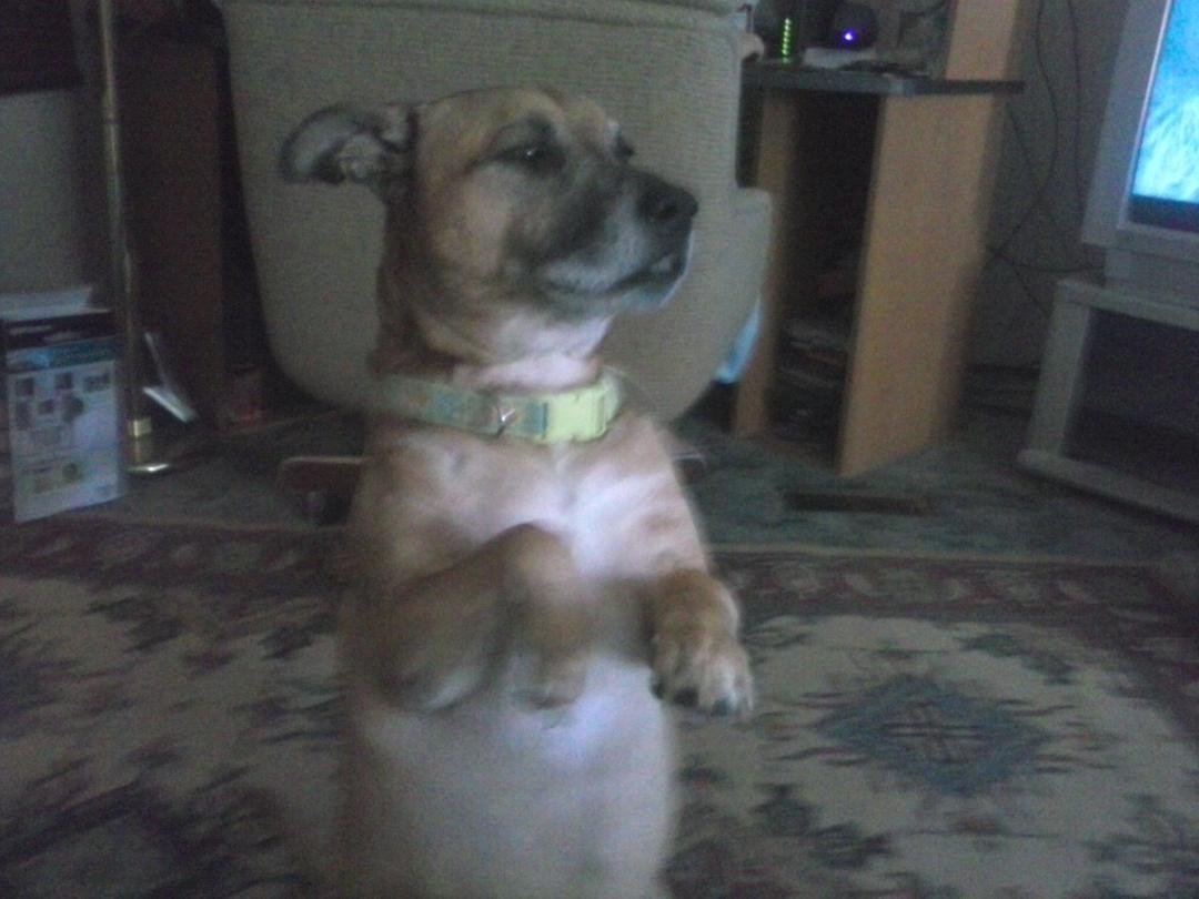"Do You think I could Pass for a meercat?"