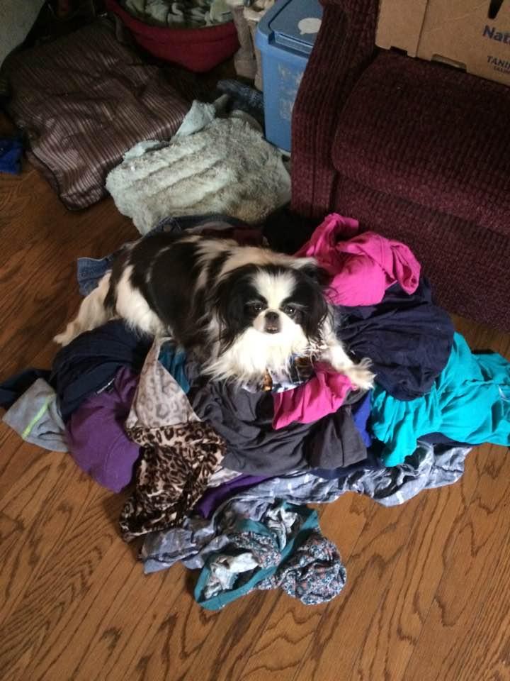My pet of the day is Sophie who is helping me do a load of clothes.