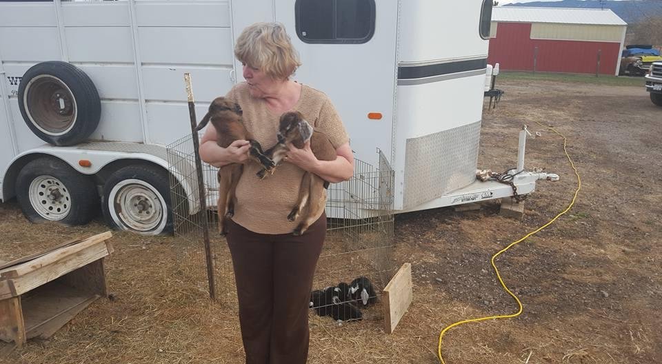 These little sweeties are about three hours old.Twins boy and girl.The black ones are about 8 hours old,triplets. IT'S SPRING in Colo. Three more mommas due any time.I love baby critters. And I can still milk.