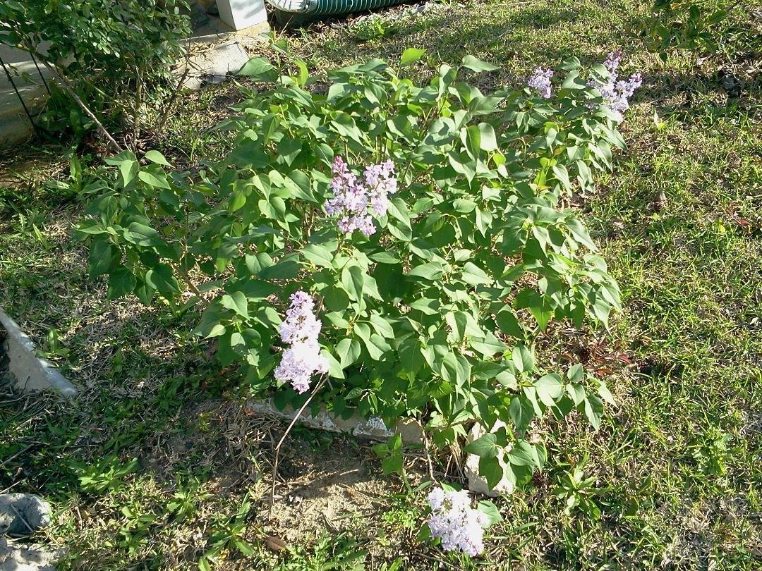 My daddys lilacs finally bloomed!!!! I am soooo happy!