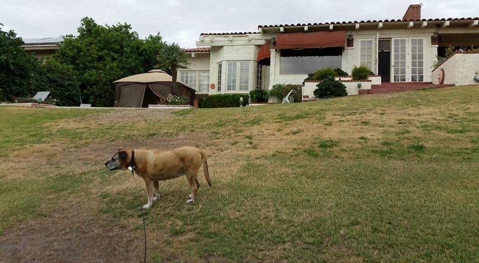 This was a week ago behind my house. My girl was walking me up & down the hills here in the desert. 2 days ago diagnosed liver and kidney failure. She is  Ridgeback/Boxer and a strong & sweet spirit. My best companion for 7