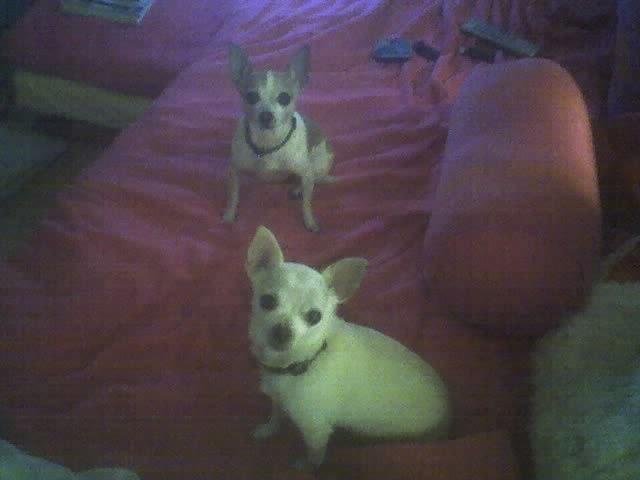 is happy to be home :) I'll see my lil Chi's again in 2 weeks for more Chi sitting. Lucky lil hookers