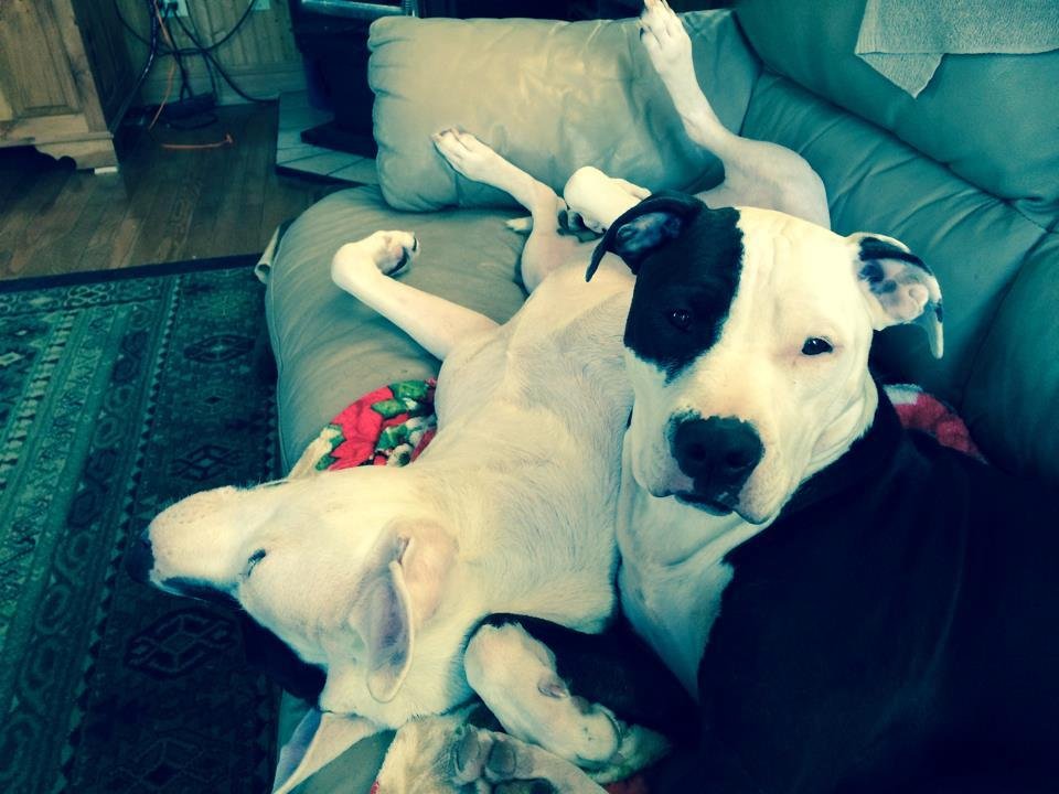 Our two pups enjoying a nap. Millie (looking at me) and LuLu.