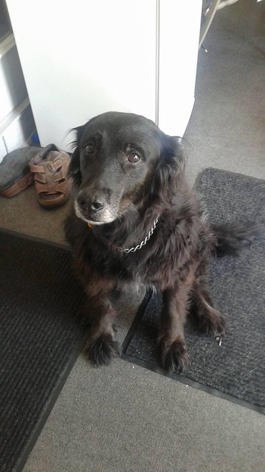 Happy dog day!!! Shelby
