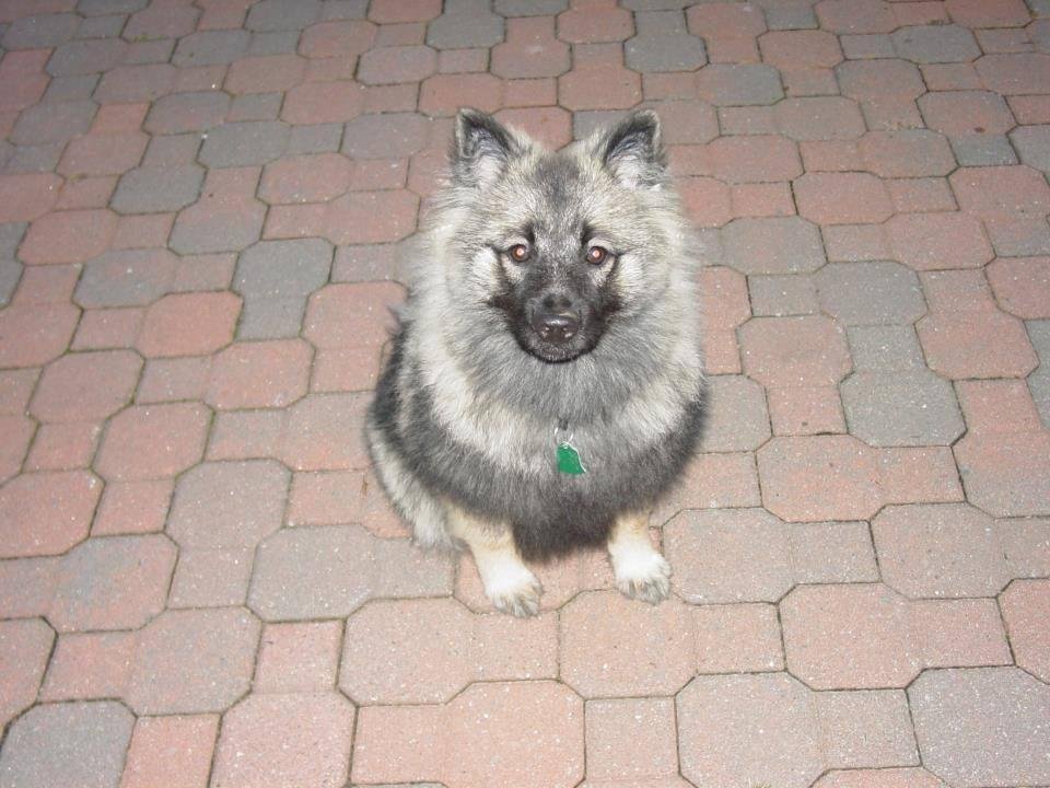 My keeshond IVY