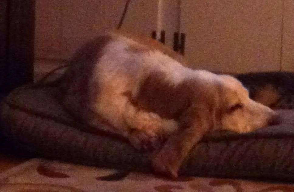 Tough week.. we lost a cat (Callie) and last night Andy. Thanks for a great 14 years. He will be sorely missed.