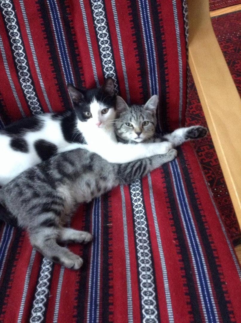 The kitties are getting bigger and affectionate. Great companions!
