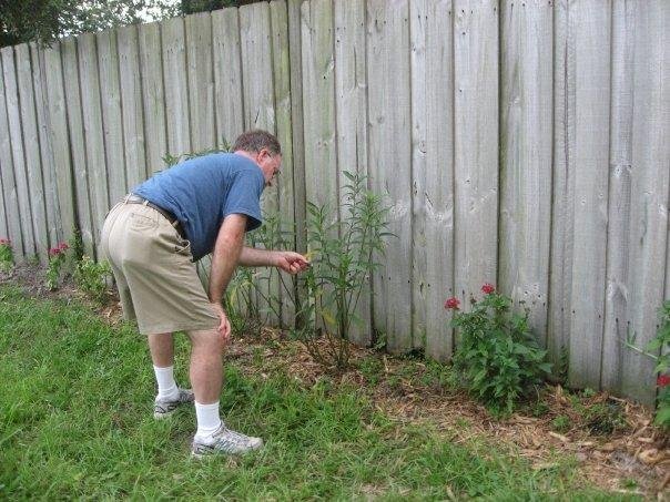 Looking for the caterpillar egg.