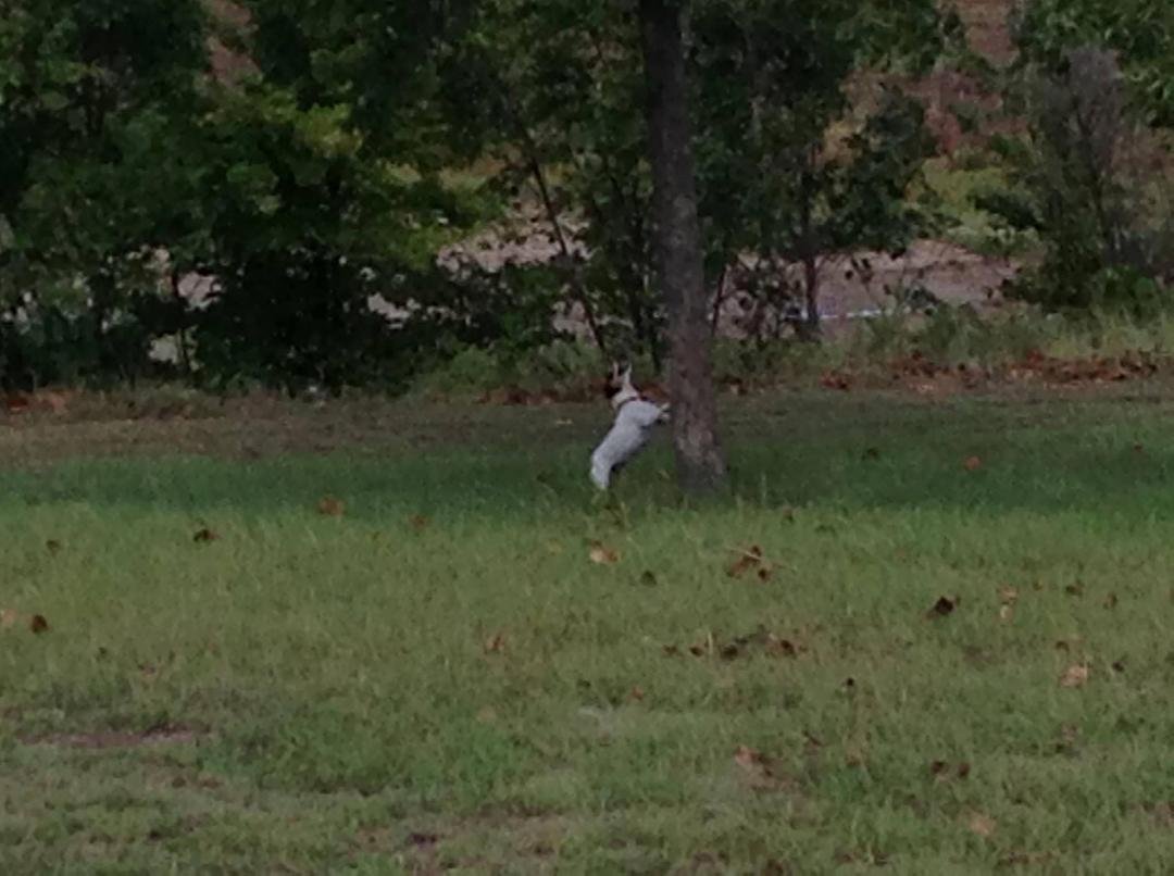 Squirrel Alert!