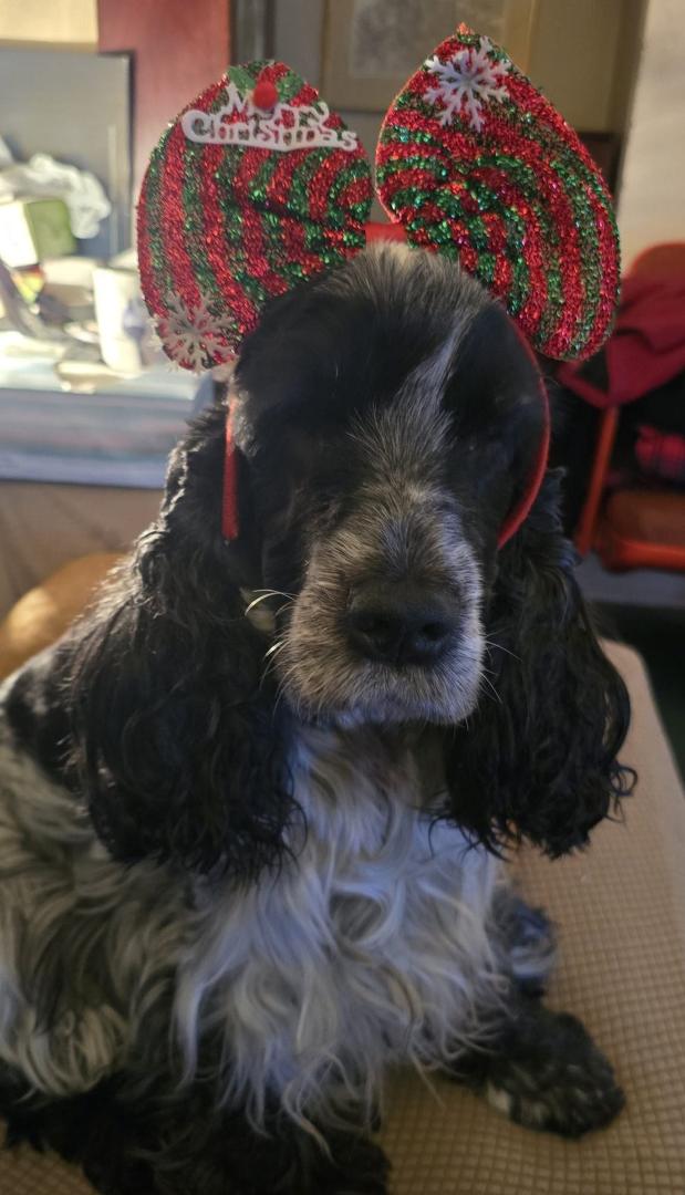 Lily can't wait for Christmas this year.