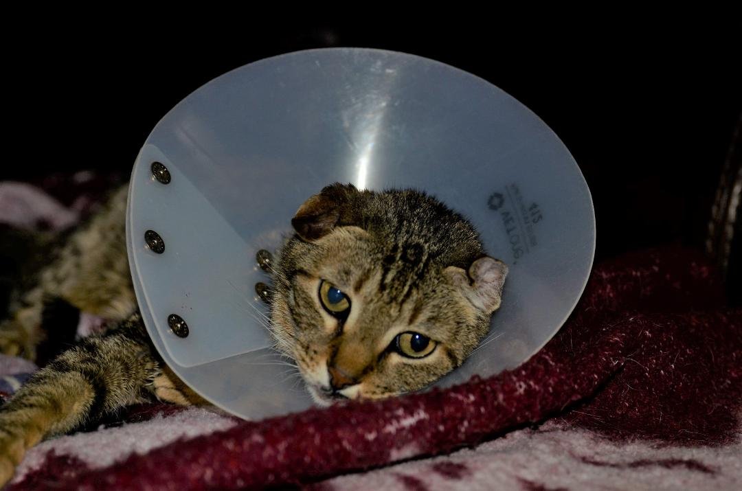 My poor Casper has to wear this for two weeks