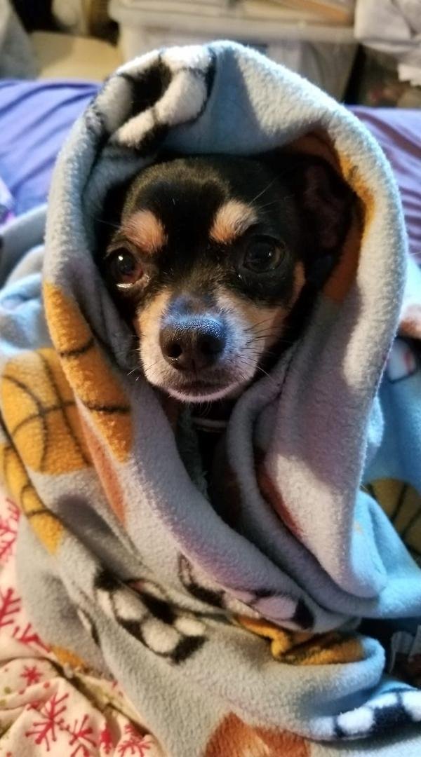 My little guy, Cien, doesn't like to go outside to potty early in the mornings...same way I feel when my wife puts me out...