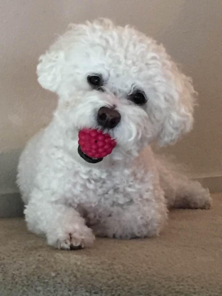 Lily with her favorite ball waiting to play