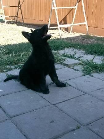 This might be Oso's new baby brother, huge baby for only 7 weeks. Let ya know in a couple of days.