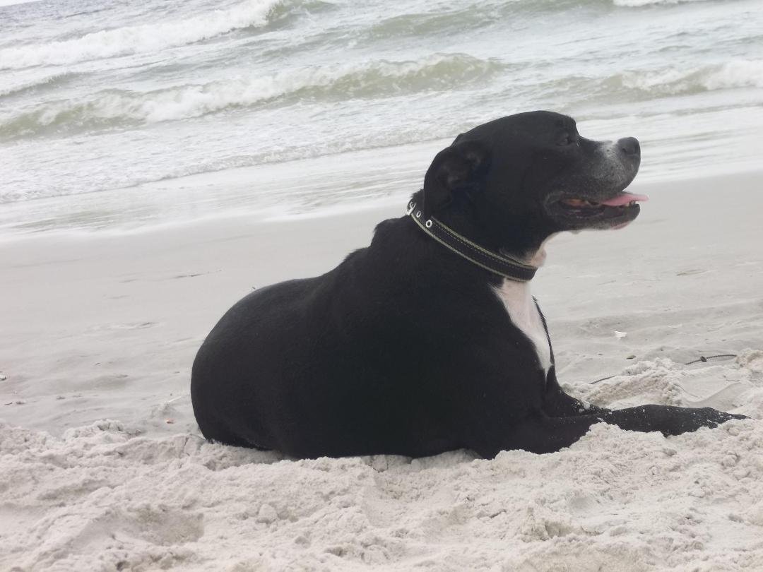 When you're this handsome & dignified, tricks are for kids. Beached Bo.