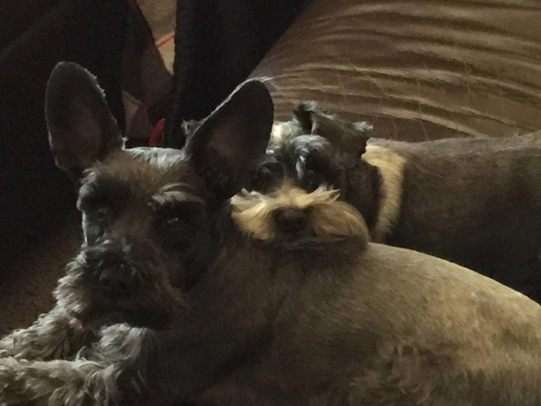 Happy National Dog Day! Our puppies=
💗💙