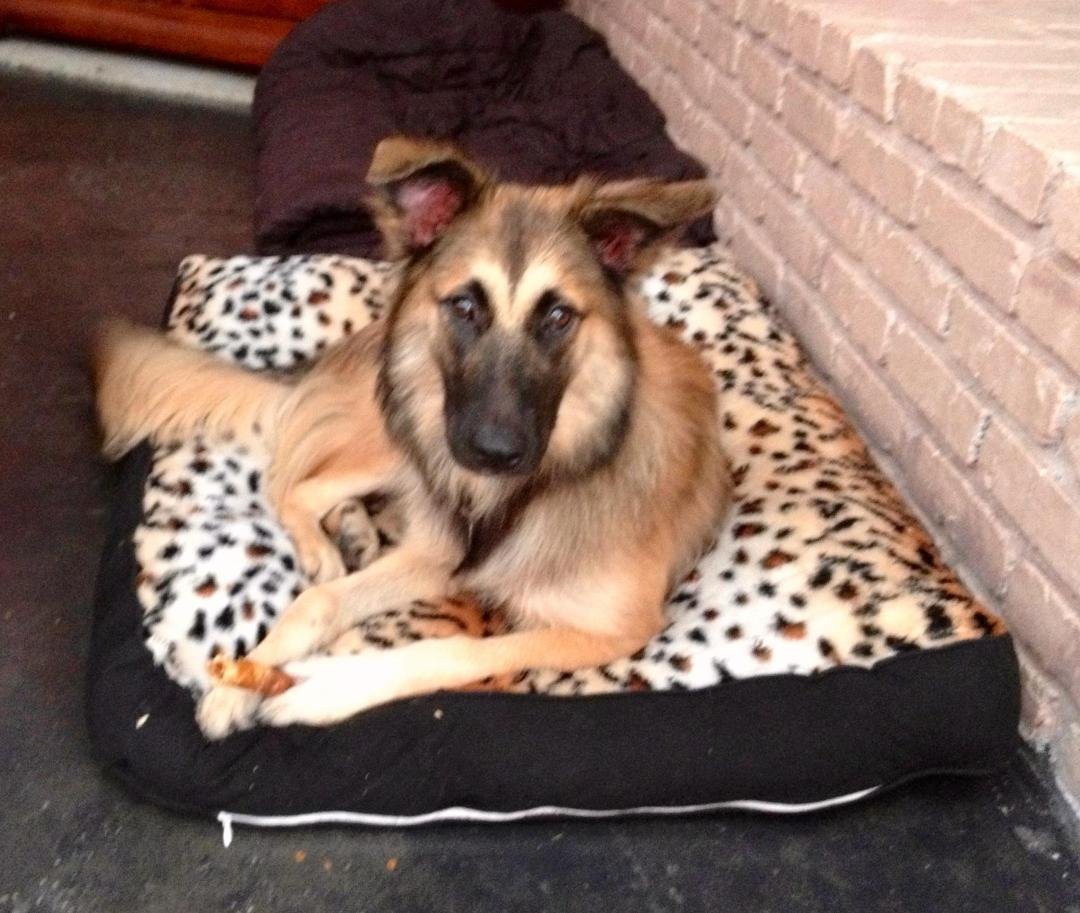 Yesterday I transported Kika, my beautiful foster girl up to Freeport to be vetted, knowing that she would then be moving on to her new home. I'm grateful that she will be loved & taken care of. I just miss her so very mu