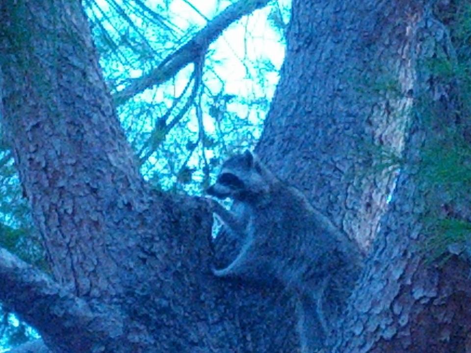 We saw this little critter this morning in a pine tree next to our house.