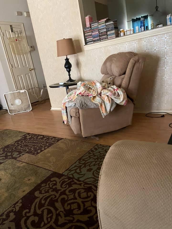 Yes there is a dog in this pic. Can you find her