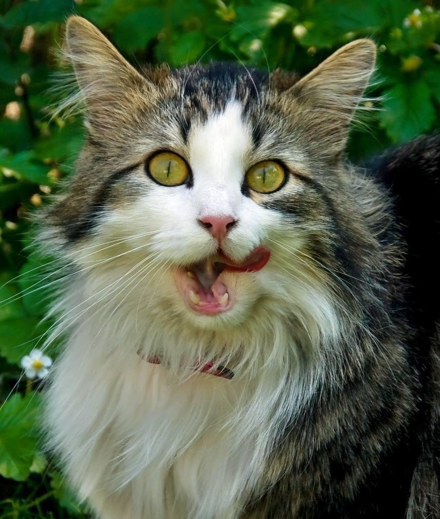 Neighbourhood cat.