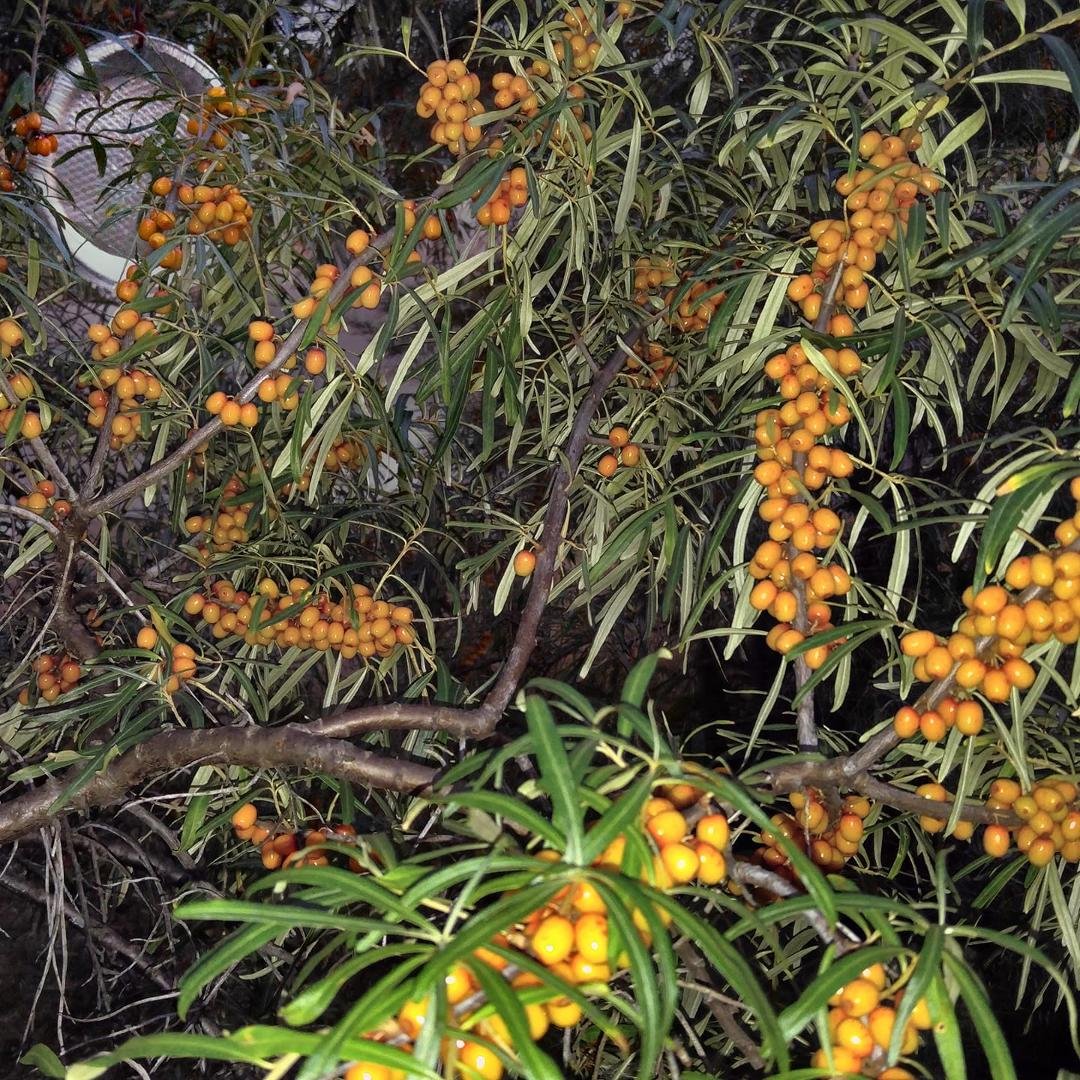 Good crop of sea buckthorn berries. Anyone interested in trying some? PM me to harvest carefully. SeabuckTHORN!