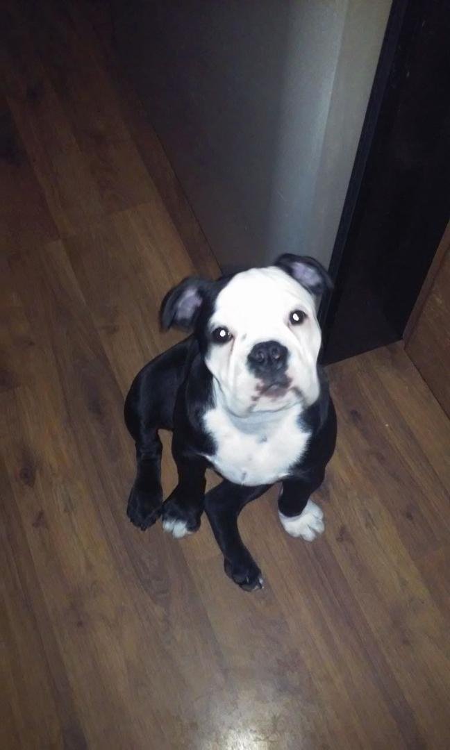 Miss Izzy went to the vet today for the last of her puppy shots and of course get spoiled by the girls there...she weighed 23.2 lbs today...she'll be 4 months next week...