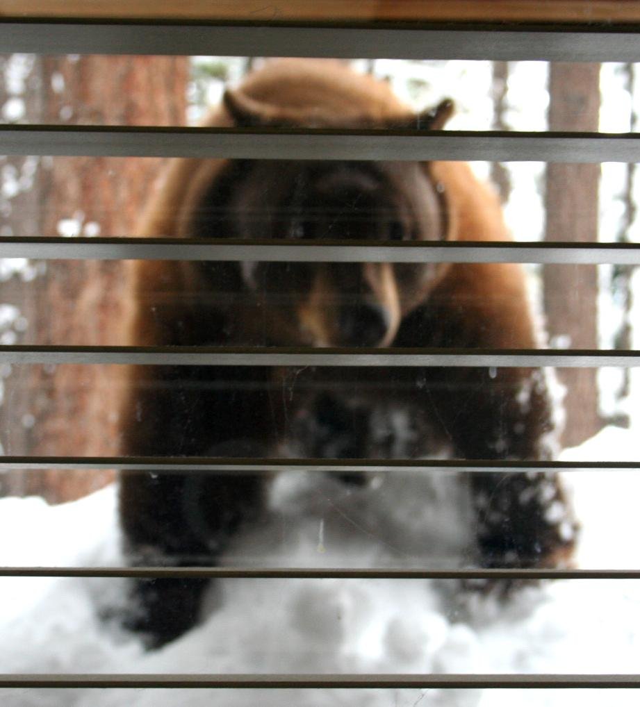 The second bear sighting this week