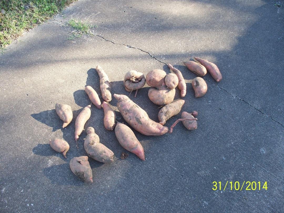 home grown Sweet potatoes