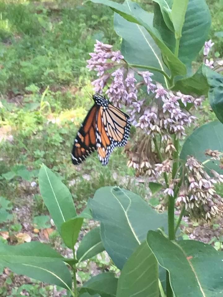 First one I've seen in a couple years.