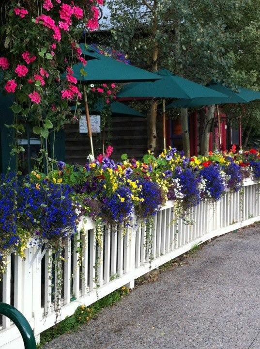 Beautiful flowers everywhere in Breckinridge