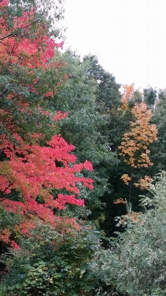 Signs of fall coming a very beatiful season.