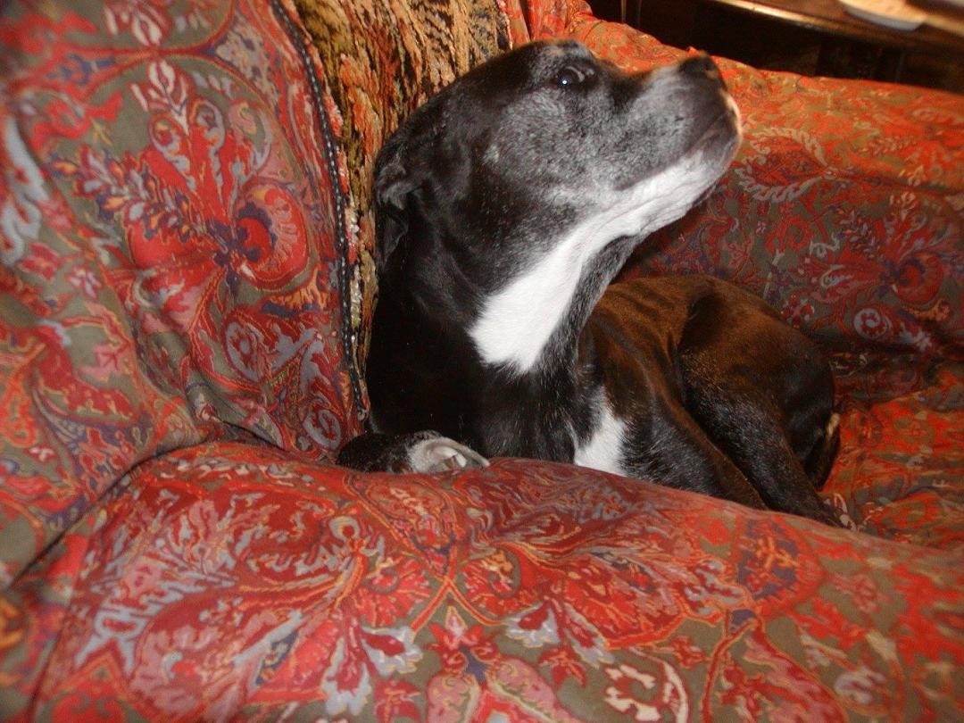 THIS IS "PUPPY".SHE & HER PERSON, SAL, ARE STAYING W/ US FOR A BIT.PUPPY WAS ADOPTED BY SAL FROM THE POUND 11YRS. AGO. SHE CAME INTO THIS HOUSE WITH 2 DOGS & 5 CATS & NOBODY BATTED AN EYE. SHE'S A PERFECT EXAMPLE OF WHAT PI