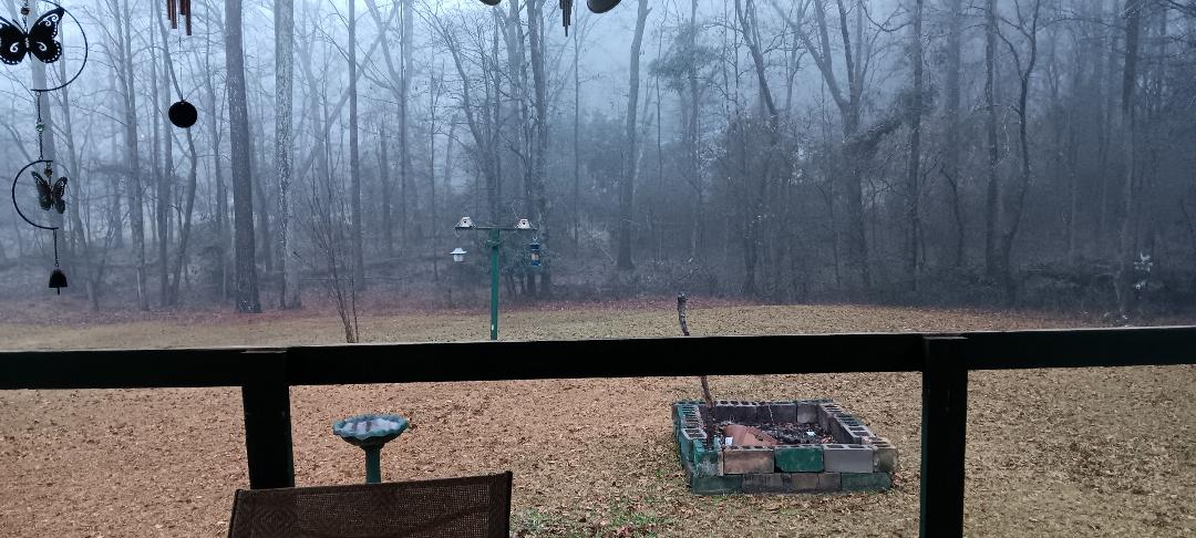 My backyard is kinda eerie looking on a gloomy, rainy day! Stephen King-ish!