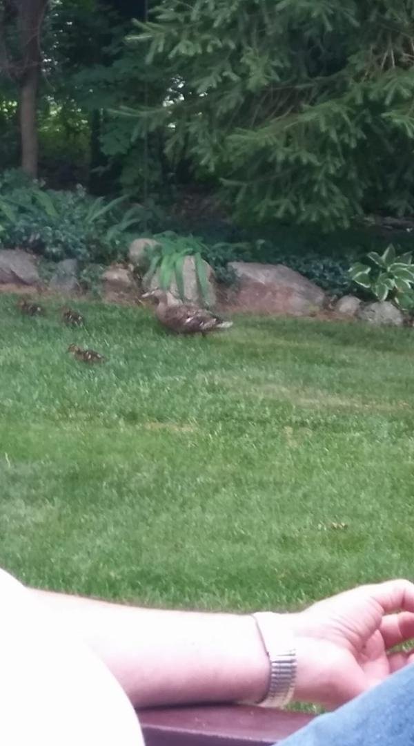 Mama and baby ducks our back yard. Ahh