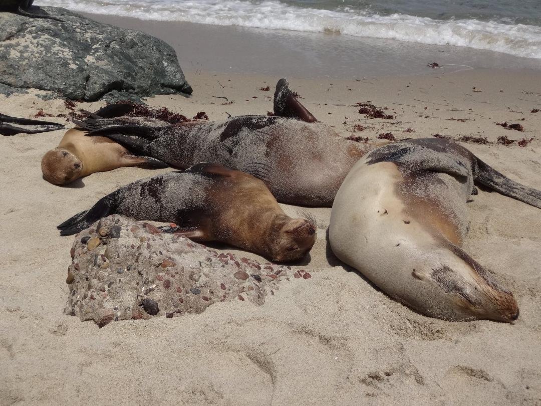 Michael Mueller's album, San Diego Trip