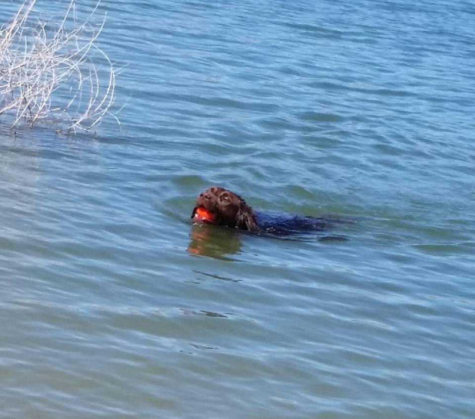 Whisky likes to play fetch and swim