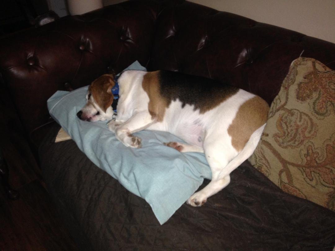 We are sorry to report the loss of our BLUE BOY BEAGLE. He was with for 8 year’s. He was a sweet loving dog. Never even barked at a person and loved kids.
We left about 10 PM Friday night to go past Tampa FL to buy a 201