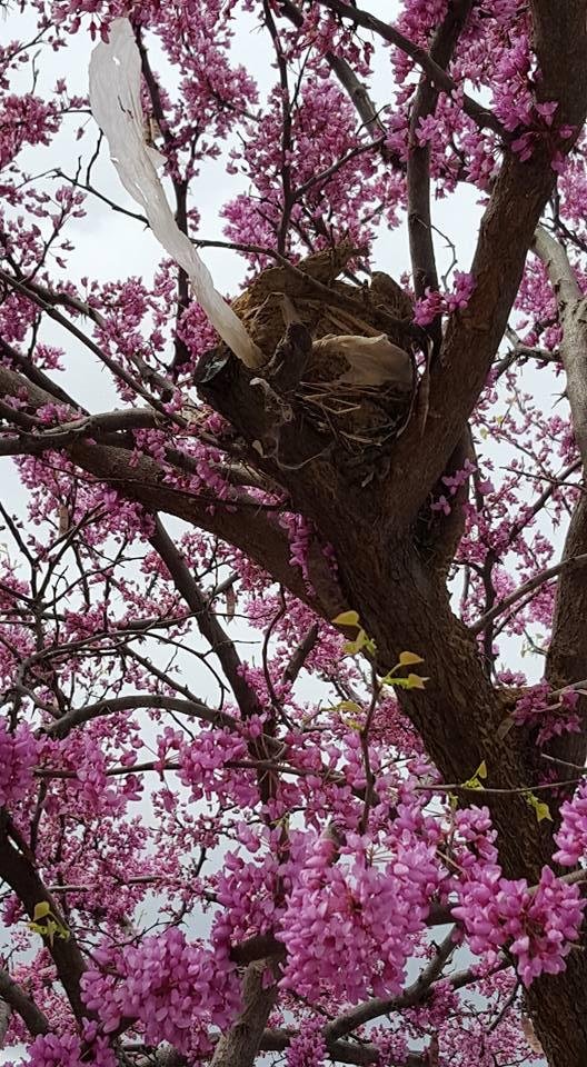 Nest in the Redbud.