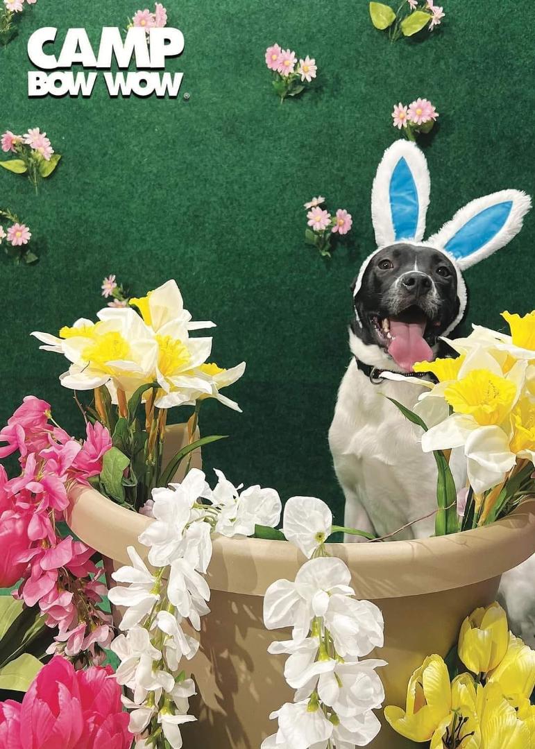 My Granddog wishes everyone a Happy Easter!