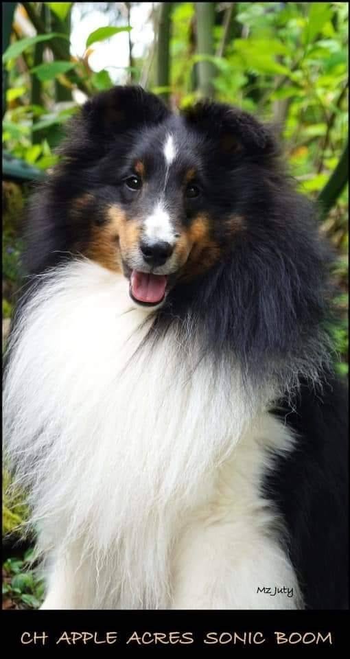 Canada. Hope he's not hurt. Please share missing male Shetland sheepdog lumbech and spokin lake rd. Jumped out of truck window 
 He does not know this as home as we are in middle of move. Please call if spotted may come if 