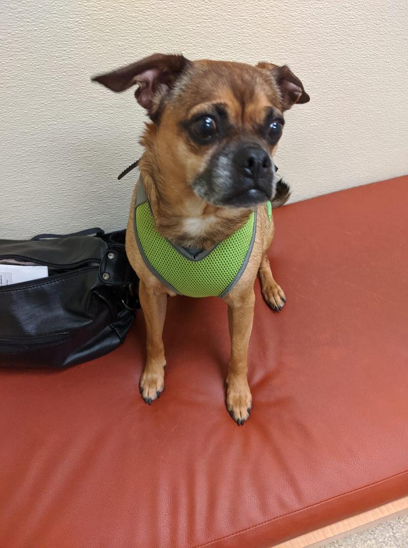 My poor little Sammy is not happy. We are at the vets for checkup. He is not a happy camper but what a good puppy he's being. Now if this were Katie I'd be in trouble she's my wild child. Sammy is so mellow. 💖