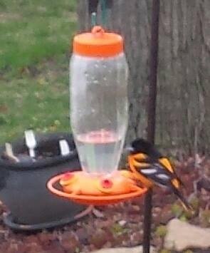 Finally have an Oriole who spends some time by the feeder.